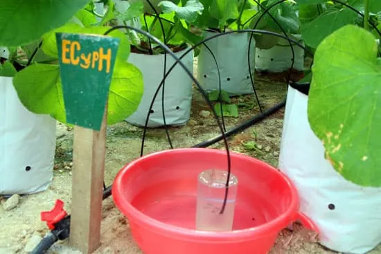 Huấn luyện ong thụ phấn dưa trong nhà lưới
