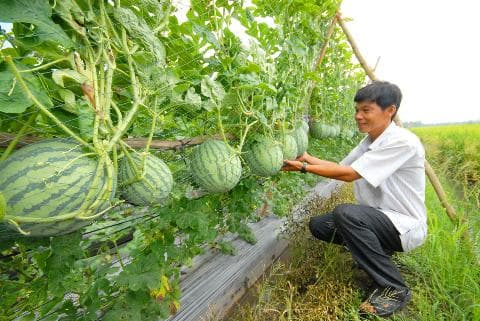 Trồng dưa hấu không hạt leo giàn độc lạ mà cho năng suất cao