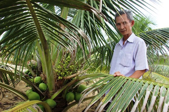 Trồng dừa xiêm lùn nông dân nhàn nhã thu tiền