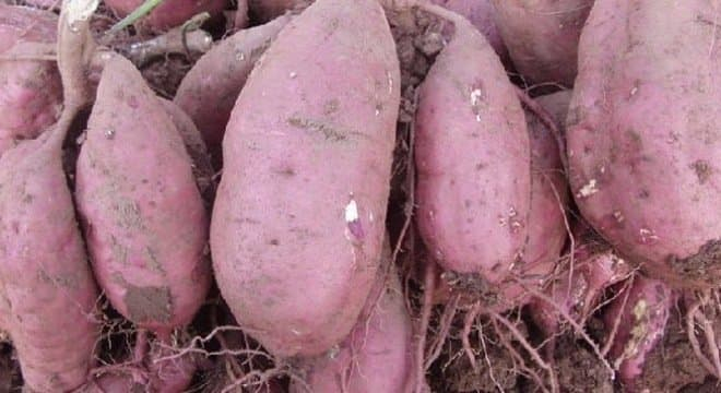 Trồng khoai lang siêu củ nông dân thu tiền tỷ