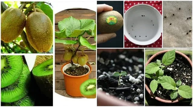 Trồng kiwi đơn giản tại nhà cho quả thơm ngon lạ miệng