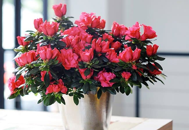 Bật mí cách trồng hoa đỗ quyên khoe sắc đúng dịp Tết