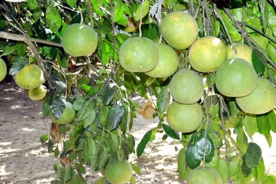 Bưởi Phúc Trạch mắn đẻ 500 quả, chủ thu hơn 20 triệu đồng/năm
