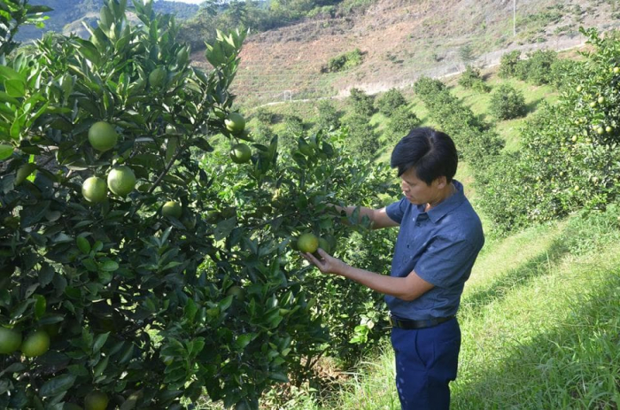 Chán cà phê, trồng cam Vinh trên sườn đồi, lãi 500 triệu/năm