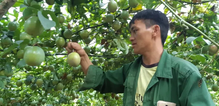 Chanh leo Mộc Châu chi chít quả, ăn ngay tại vườn vì quá sạch