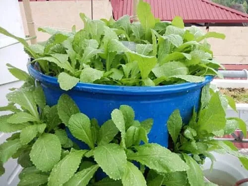Chàng trai bỏ lương cao về trồng rau vì sợ chết sớm