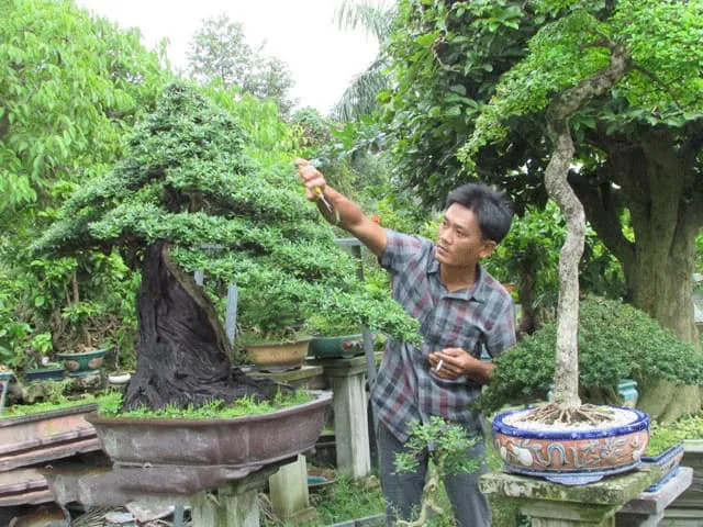 Bỏ chức giám đốc, về thu 2 tỷ đồng/năm từ cây kiểng