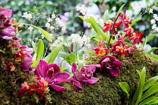 Mãn nhãn với những loài hoa lan chơi Tết cực sang chảnh