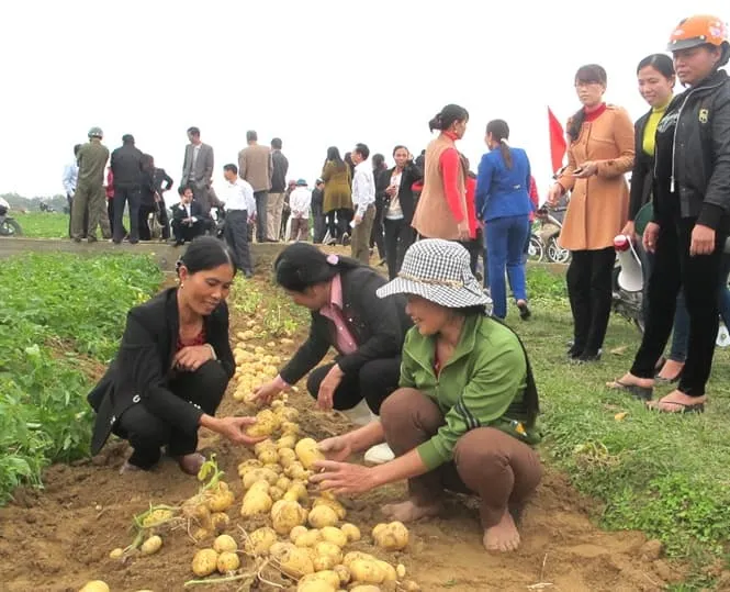Những giống khoai tây chất lượng