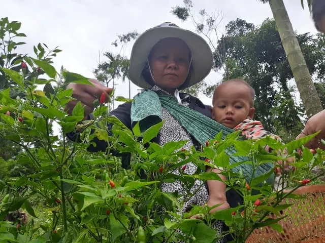 Trồng ớt hoang dại, trái bé như 