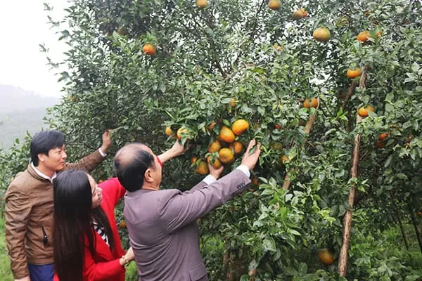 “Vua cam bù” Hà Tĩnh lần đầu tiết lộ về trang trại “khủng” rộng 27ha