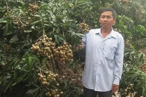 Bí kíp thu lãi 2 tỷ/năm chỉ nhờ trồng nhãn của lão nông Bến Tre