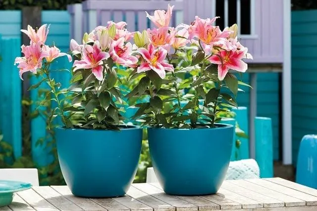 Bí kíp trồng hoa ly lùn trong chậu đón tết tươi sắc hoa