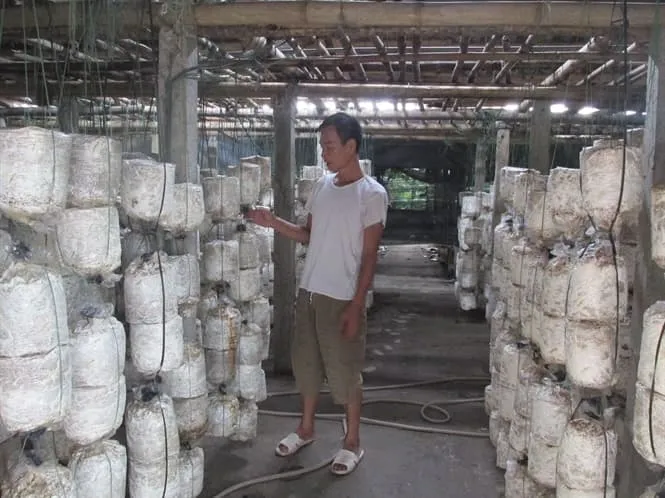 Kinh nghiệm trồng nấm ăn, nấm dược liệu của một thương binh