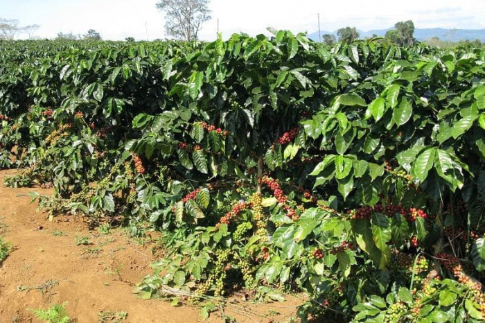 Kỹ thuật trồng cà phê xanh lùn năng suất cao ở Tây Nguyên