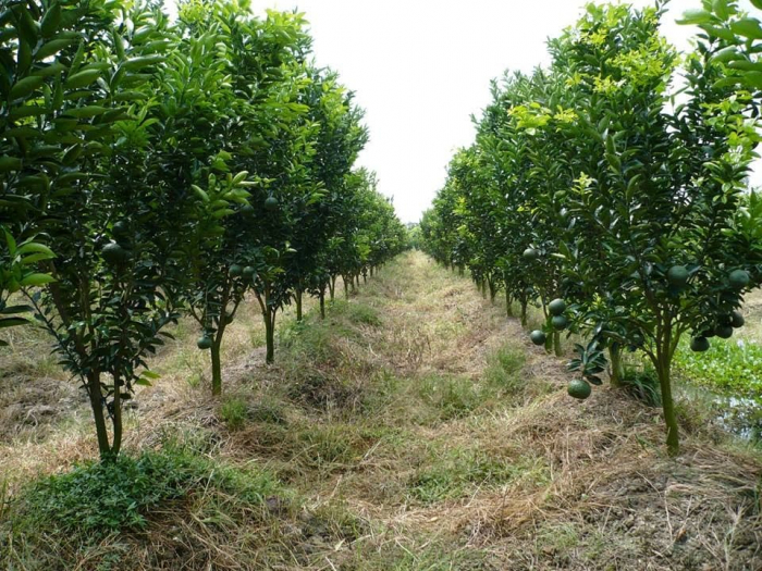 Kỹ thuật trồng cây cam xoàn năng suất thu hoạch cao