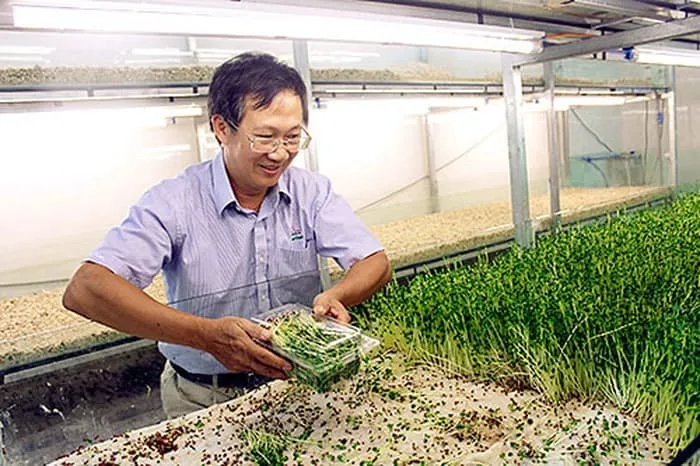 Mô hình trồng rau mầm trên san hô, thừa rau ăn, còn dư để bán