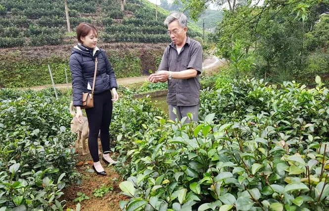 Nông dân phát sốt với giống chè tím có công dụng phòng ngừa ung thư