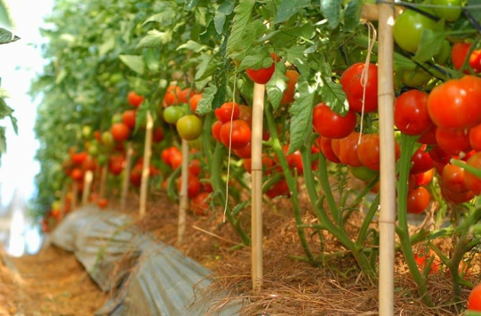 Thời vụ trồng cà chua ở miền Bắc vào tháng mấy?