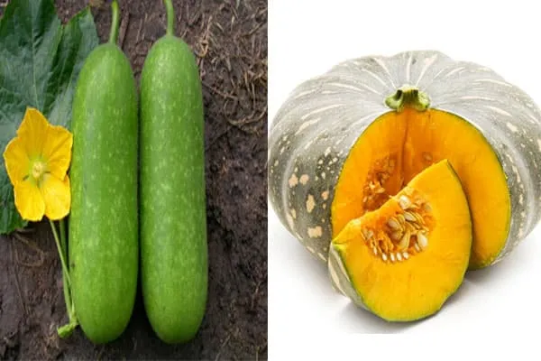 Nắm bắt thời vụ trồng bí xanh và bí đỏ cho năng suất cao