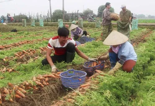 Trồng cà rốt củ to đều tăm tắp, nhà nông Cẩm Giàng thu tiền tỷ