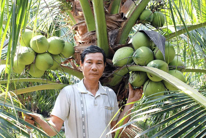 Trồng lúa thu bèo bọt, chuyển trồng dừa xiêm xanh, bán cháy hàng
