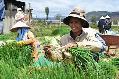 Trồng hành hoa nhẹ công, nông dân Võng Xuyên dễ dàng thu tiền tỷ