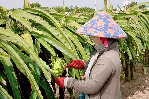 Trồng thanh long giàn, vừa nhàn vừa ra lắm trái