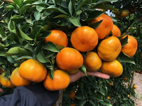 Vườn cam VietGAP có hơn 200 công nhân chăm bón, thu đều 2 tỷ/năm