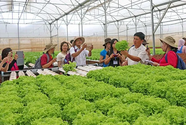 Vào xem vườn rau thủy canh thu về hàng tỷ mỗi năm