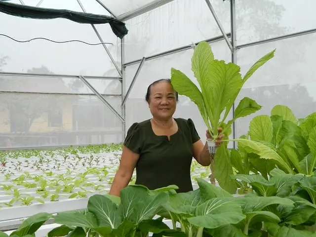 Cụ bà U70 trẻ lại chục tuổi nhờ vườn rau thủy canh đẹp như mơ