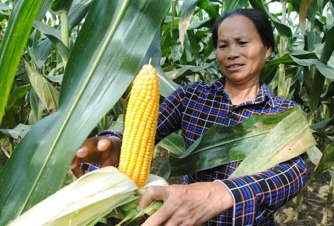 Áp dụng giống mới - Bắp ngọt Golden Cob nông dân làm giàu nhanh