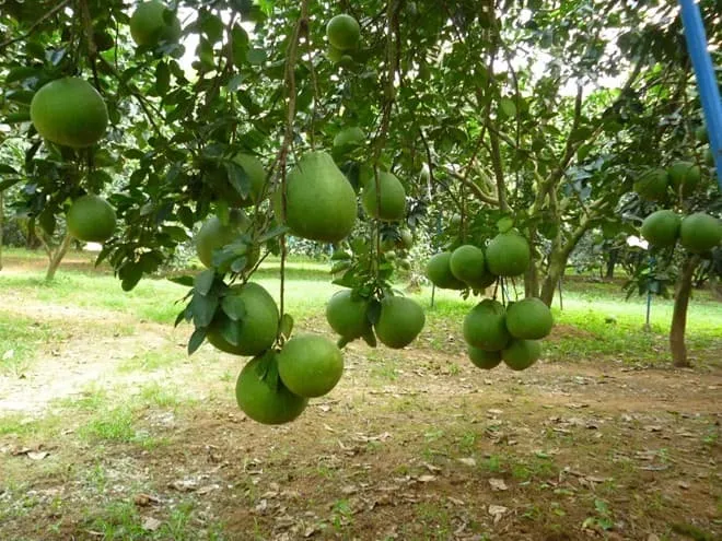 Bưởi VietGAP tuy giá cao nhưng vẫn đắt hàng