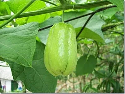Kỹ thuật gieo trồng và chăm sóc Su Su