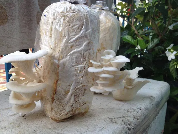 Kỹ thuật trồng nấm bào ngư đạt hiệu quả cao