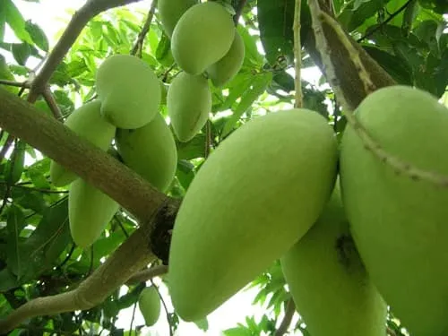 Kỹ thuật trồng xoài thái cho năng suất cao, chất lượng tốt