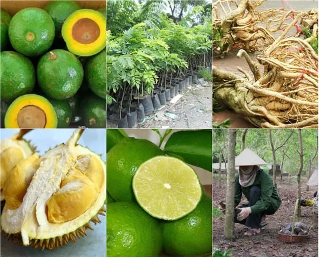 Những loại cây có giá trị cao biến nông dân nghèo thành tỷ phú