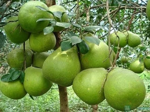 Trồng bưởi da xanh cho ra quả quanh năm