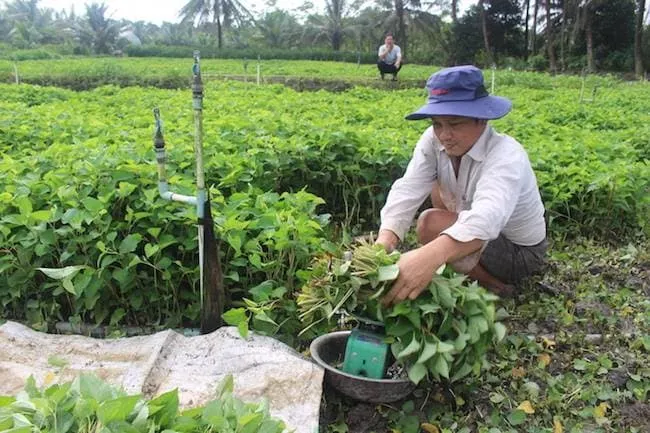 Làm giàu nhờ trồng rau diếp cá