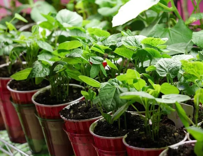 Con gái tặng mẹ vườn rau Việt trên đất Mỹ