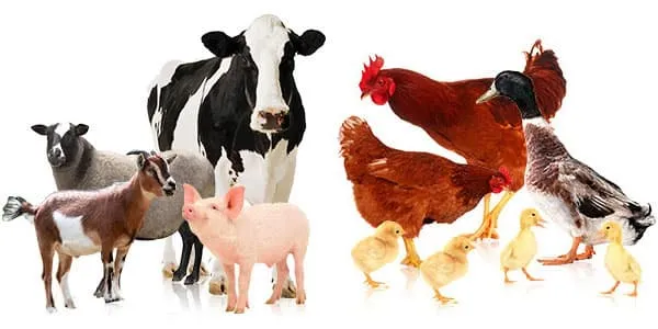 Gia súc là gì? Gia cầm là gì? Phân biệt gia súc gia cầm
