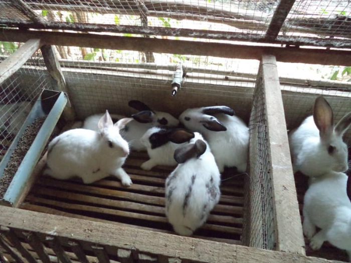 Kỹ thuật chăn nuôi thỏ sinh sản làm giàu cùng nhà nông