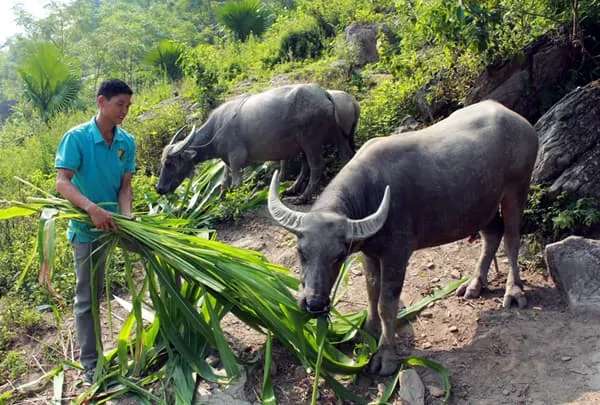 Kỹ thuật chăn nuôi trâu bò cái sinh sản ở Việt Nam