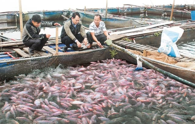 Nông dân làm giàu từ mô hình nuôi cá lồng trên sông