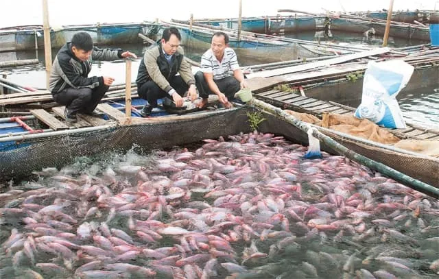 Nông dân làm giàu từ mô hình nuôi cá lồng trên sông