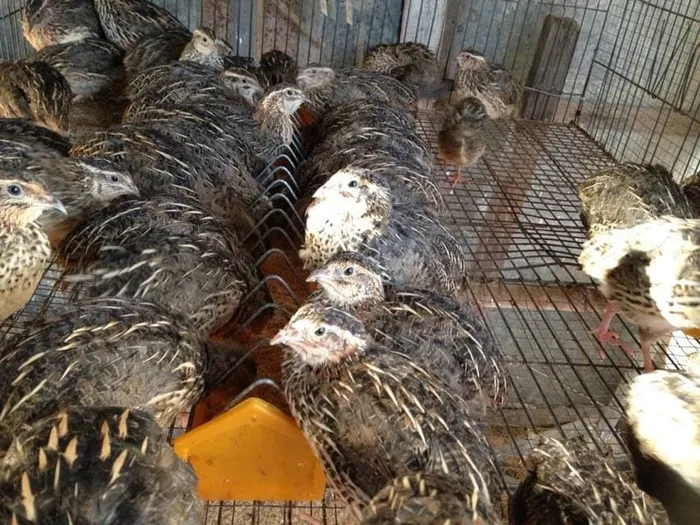 Mô hình nuôi chim cút khép kín - người dân hứng trứng thu hàng trăm triệu đồng
