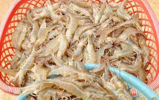 Mô hình nuôi tôm nhà kính ứng dụng công nghệ cao