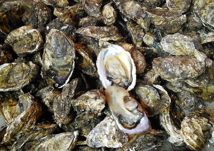 Nuôi hàu sữa nông dân làm giàu không khó