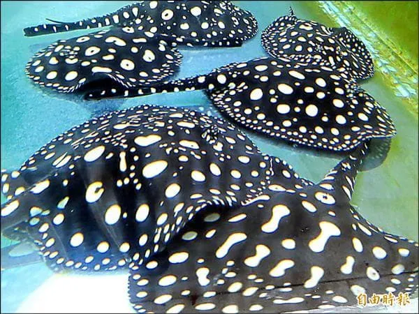 Nuôi loài 