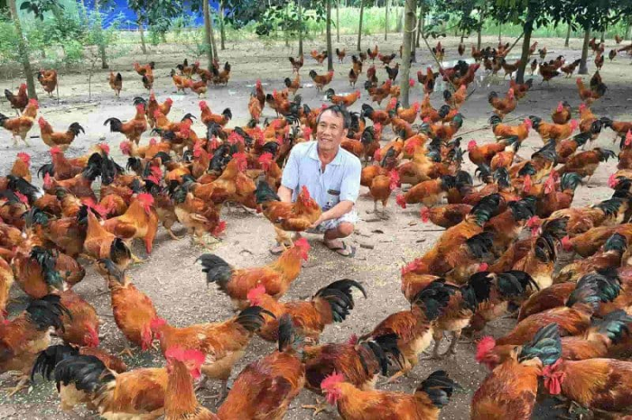 Quy trình và kỹ thuật chăn nuôi gà thịt thả vườn